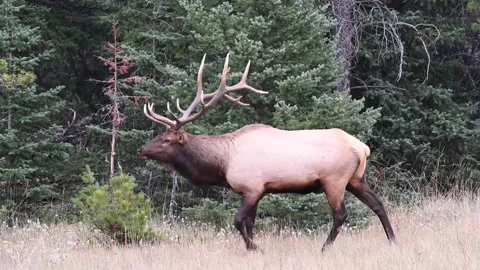 Elk in the wild Video stock 150971284