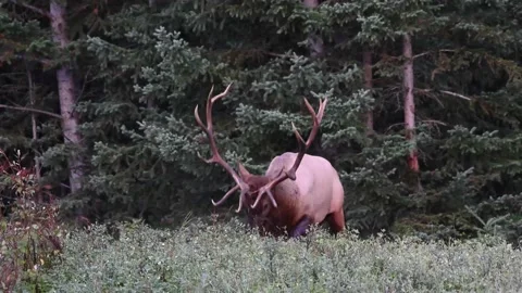Elk in the wild Видео 150971389