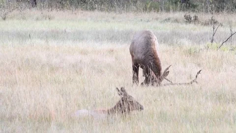 Elk in the wild Видео 150971416