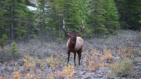 Elk in the wild Video stock 150971534