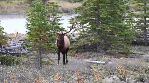 Elk in the wild Stock Footage 150971719