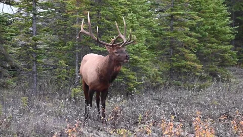 Elk in the wild Stock Footage 150971778
