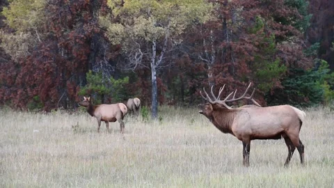 Elk in the wild Stock Footage 150971856
