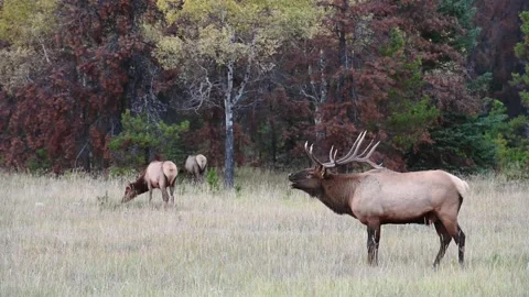 Elk in the wild Stock Footage 150971901