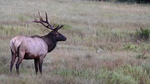 Elk in the wild Stock Footage 150972046