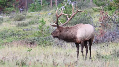 Elk in the wild 動画素材 150972359