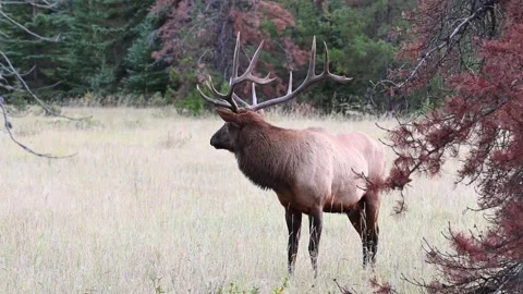 Elk in the wild Stock Footage 150972421