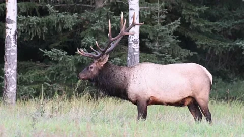 Elk in the wild Video stock 150972510