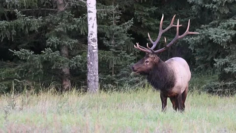 Elk in the wild 스톡 동영상 150972513