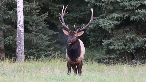 Elk in the wild Stock Footage 150972573