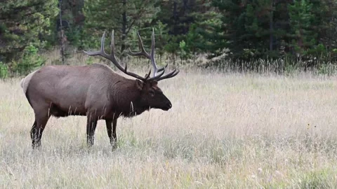 Elk in the wild Stock Footage 150972628