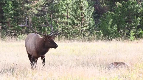Elk in the wild Stock Footage 150972637