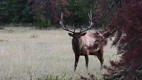 Elk in the wild Stock Footage 150972651