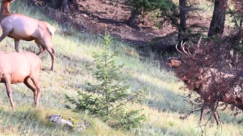 Elk in the wild Stock Footage 150972672