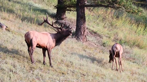 Elk in the wild Stock-Footage 150972691