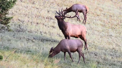 Elk in the wild Stock Footage 150972703