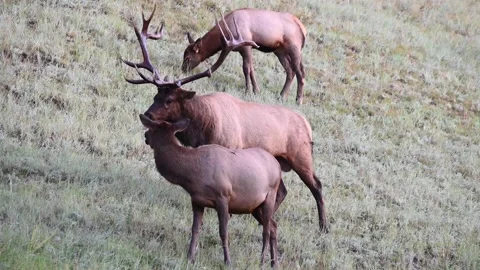 Elk in the wild Stock Footage 150972716