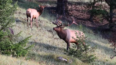 Elk in the wild Stock Footage 150972735