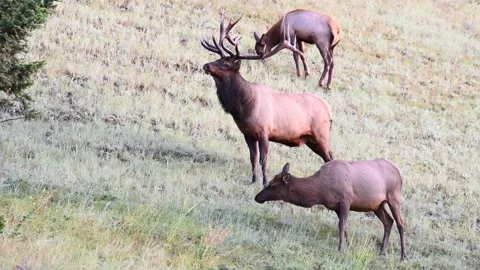 Elk in the wild Stock Footage 150972742