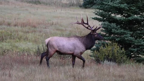 Elk in the wild Video stock 150972753