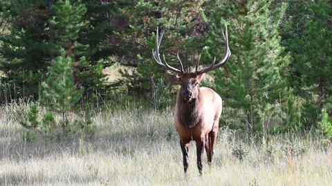 Elk in the wild Видео 150972761