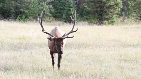 Elk in the wild Stock Footage 150972767