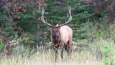 Elk in the wild Video stock 150972794