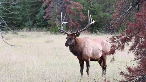 Elk in the wild Stock-Footage 150972822