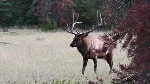 Elk in the wild Stock Footage 150972857