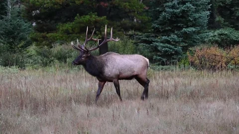 Elk in the wild Stock-Footage 150972884