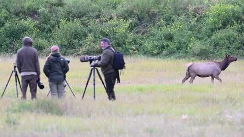Elk in the wild Stock Footage 150972951