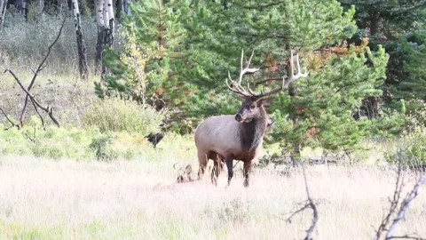 Elk in the wild Видео 150972957
