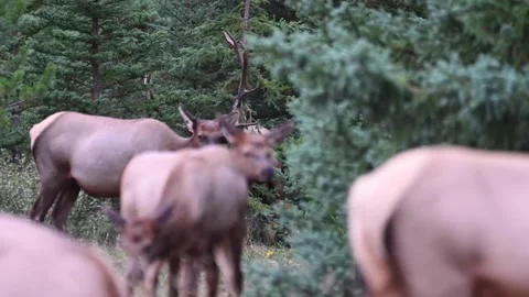 Elk in the wild Stock Footage 150972976