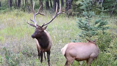 Elk in the wild Stock Footage 150973004
