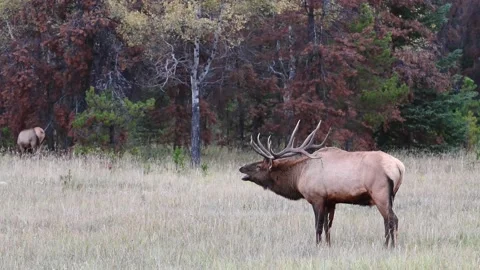 Elk in the wild Stock Footage 150973007