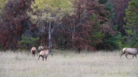 Elk in the wild Stock Footage 150973014