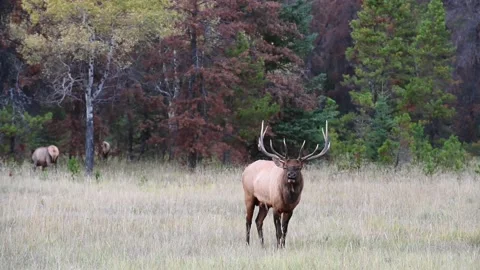 Elk in the wild Видео 150973019