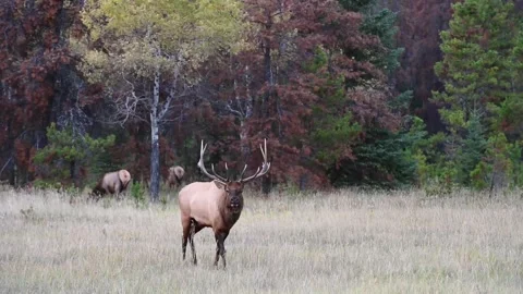 Elk in the wild Stock Footage 150973022