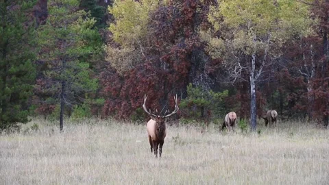 Elk in the wild Stock Footage 150973050