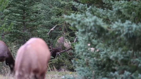 Elk in the wild Stock Footage 150973056