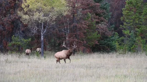 Elk in the wild Stock Footage 150973063