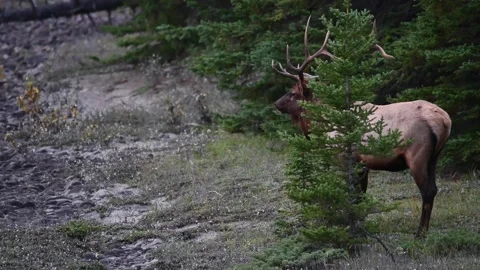 Elk in the wild Stock Footage 150973101