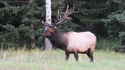 Elk in the wild Stock Footage 150973109