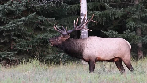Elk in the wild Stock Footage 150973111