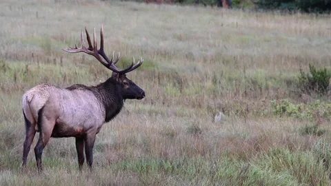 Elk in the wild Stock Footage 150973129