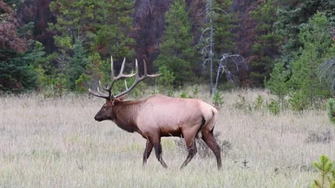 Elk in the wild Stock Footage 150973253