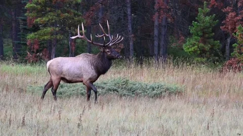 Elk in the wild Vídeo Stock 150973276
