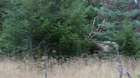 Elk in the wild Stock Footage 150973284