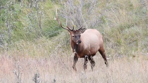 Elk in the wild Stock Footage 150973303