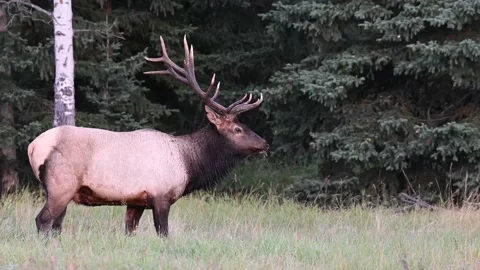 Elk in the wild Stock Footage 150973313
